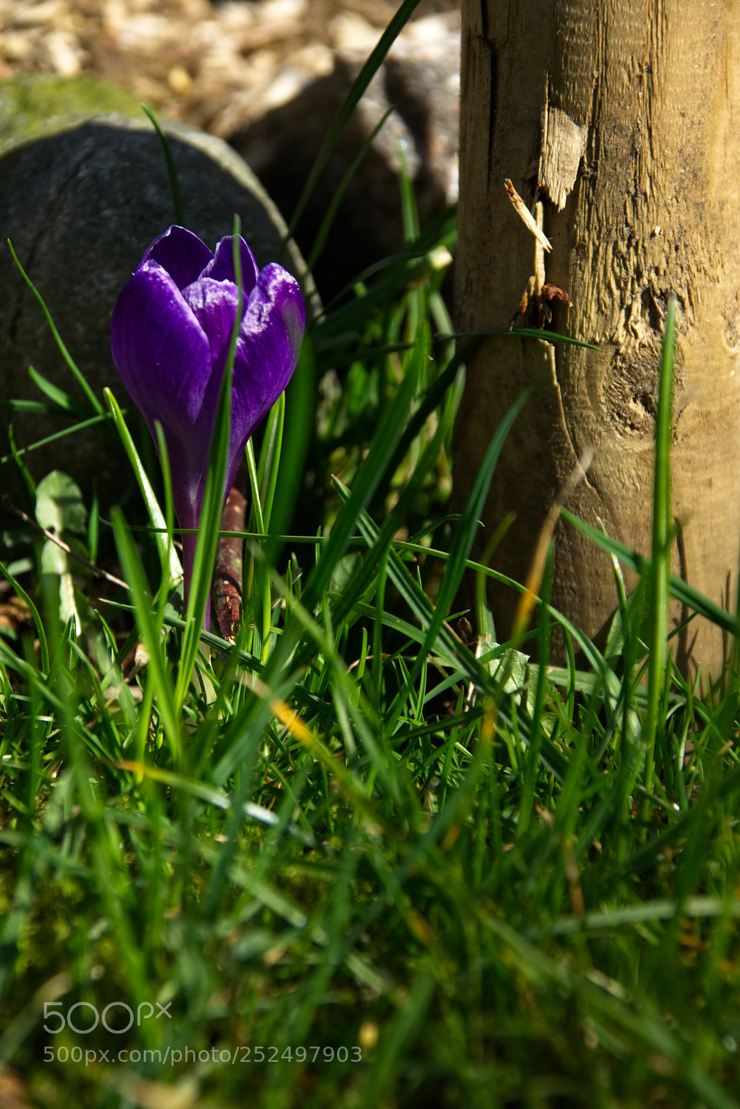 Sony SLT-A77 sample photo. In the sunshine  photography