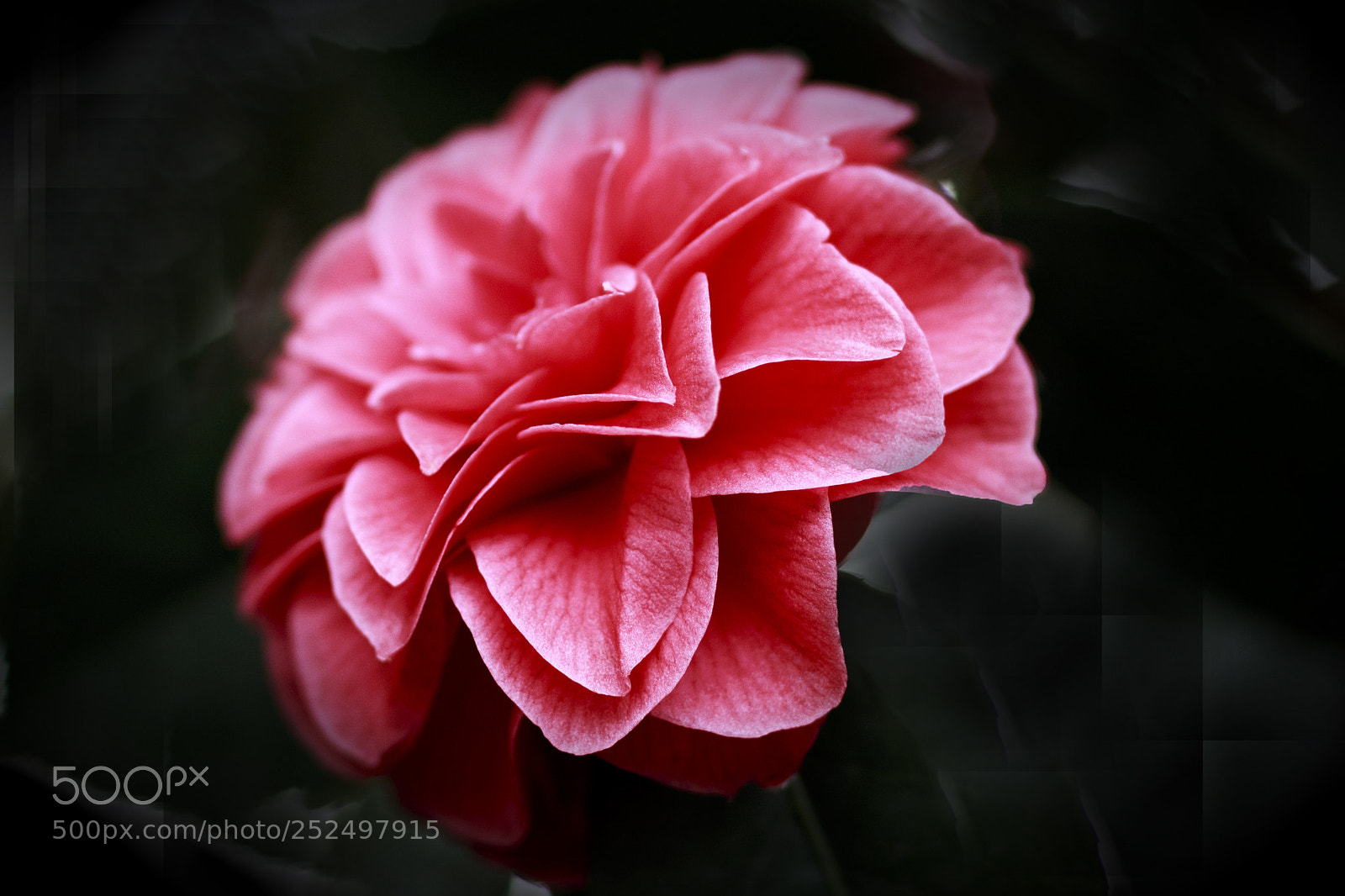 Canon EOS 70D sample photo. Red photography