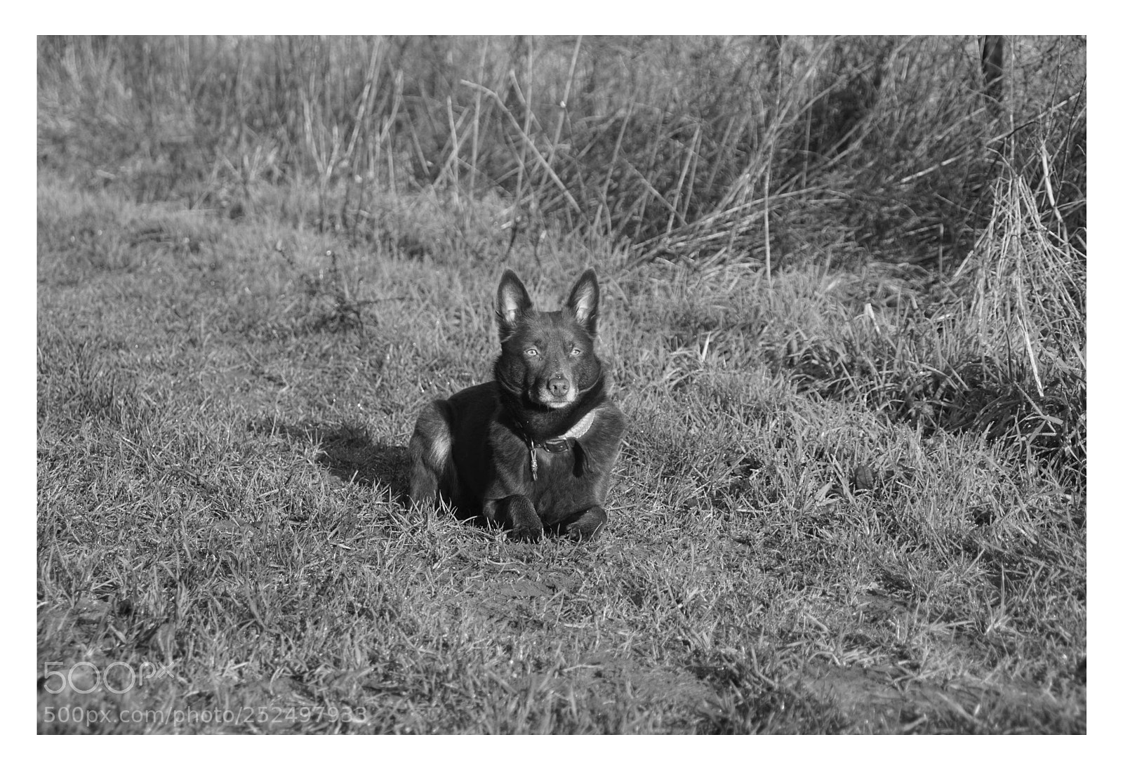 Sony ILCA-77M2 sample photo. Kelpie photography