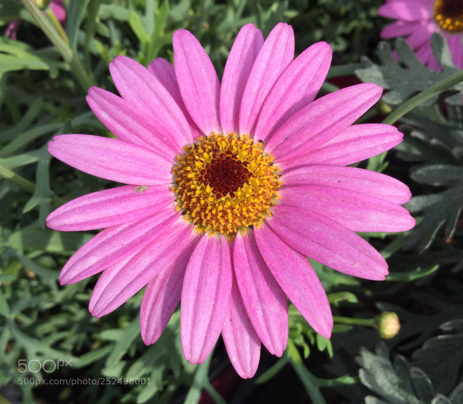 Apple iPod touch sample photo. Pink daisy photography