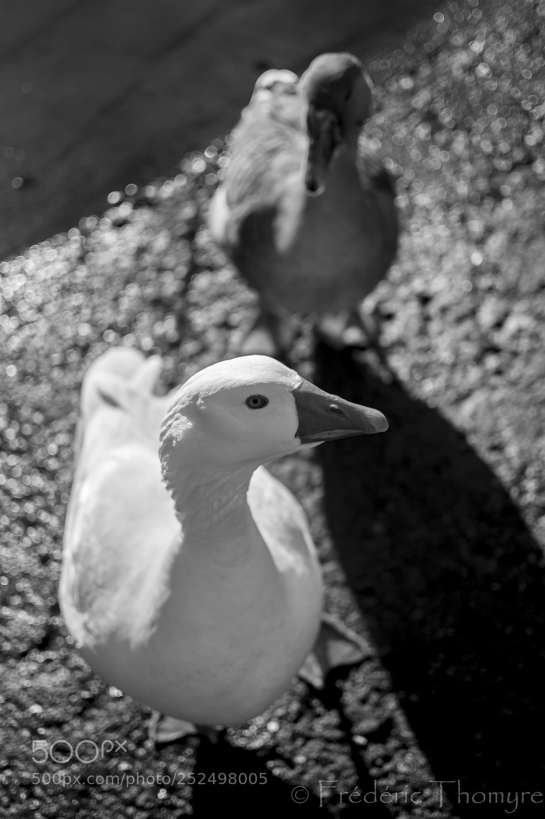 Nikon D5500 sample photo. Goose photography