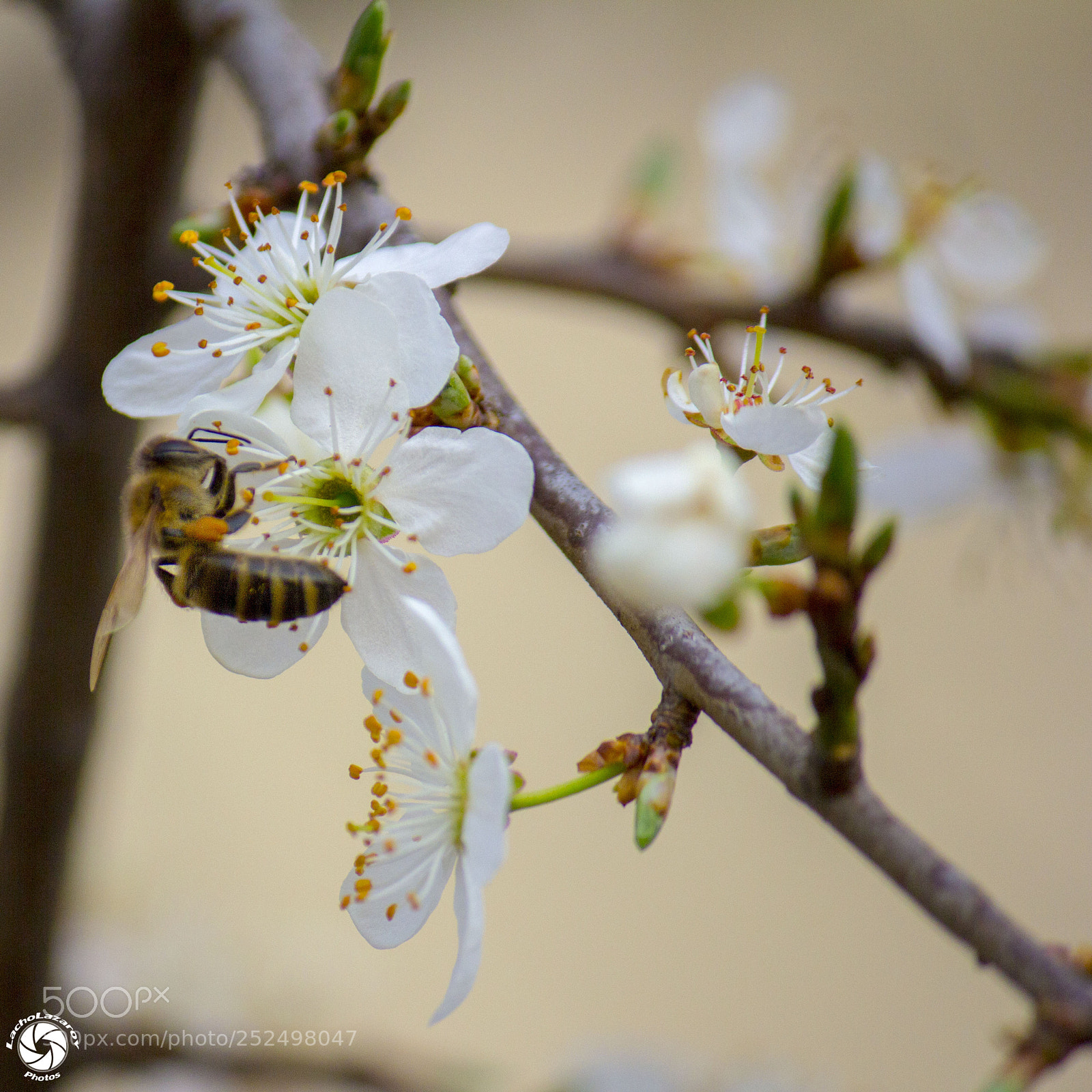 Canon EOS 60D sample photo. Spring photography