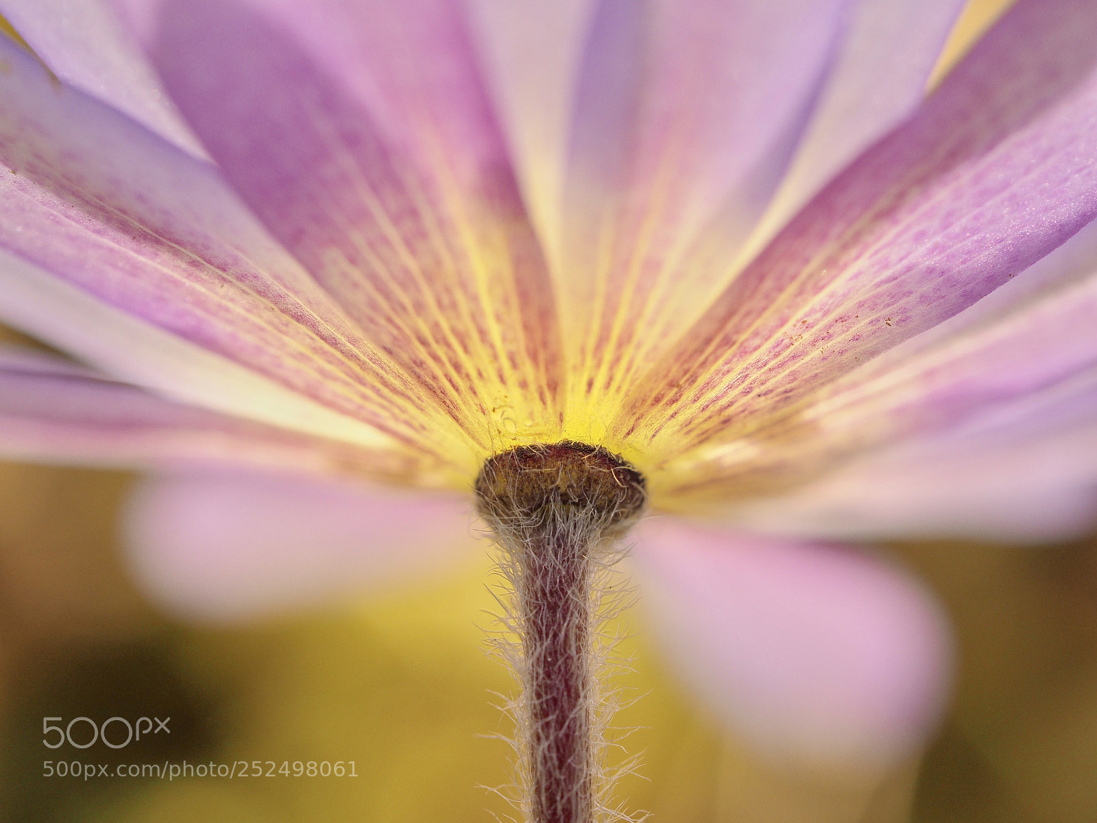 Olympus OM-D E-M10 II sample photo. Anemone in detail and photography