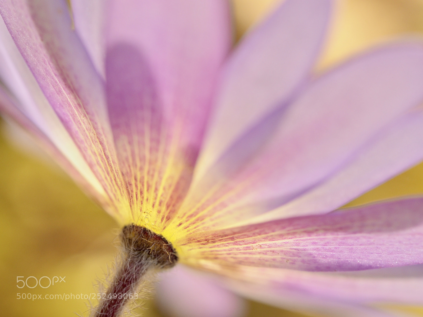 Olympus OM-D E-M10 II sample photo. Anemone against the sunlight photography