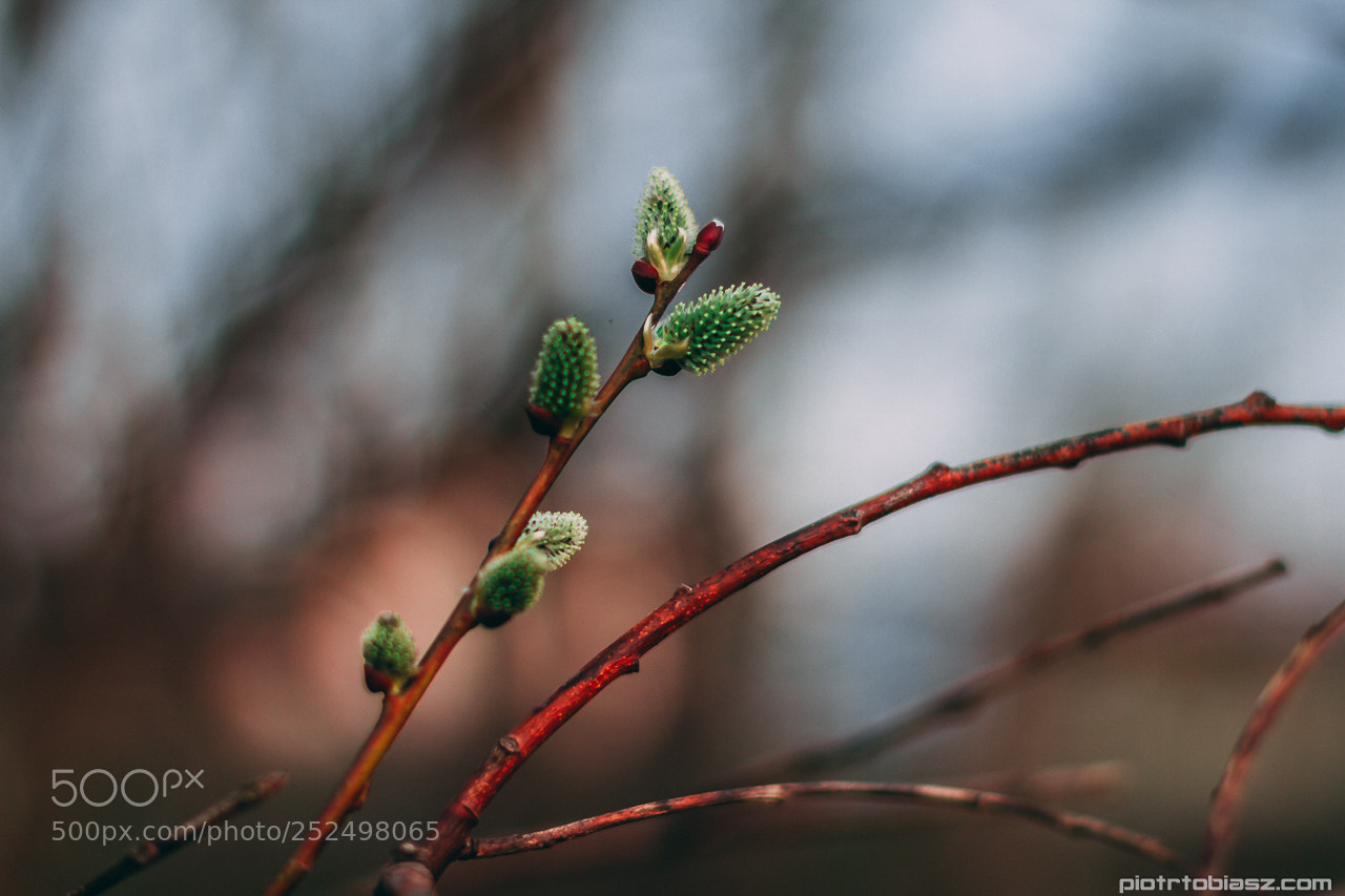 Canon EOS 7D sample photo. Spring. photography
