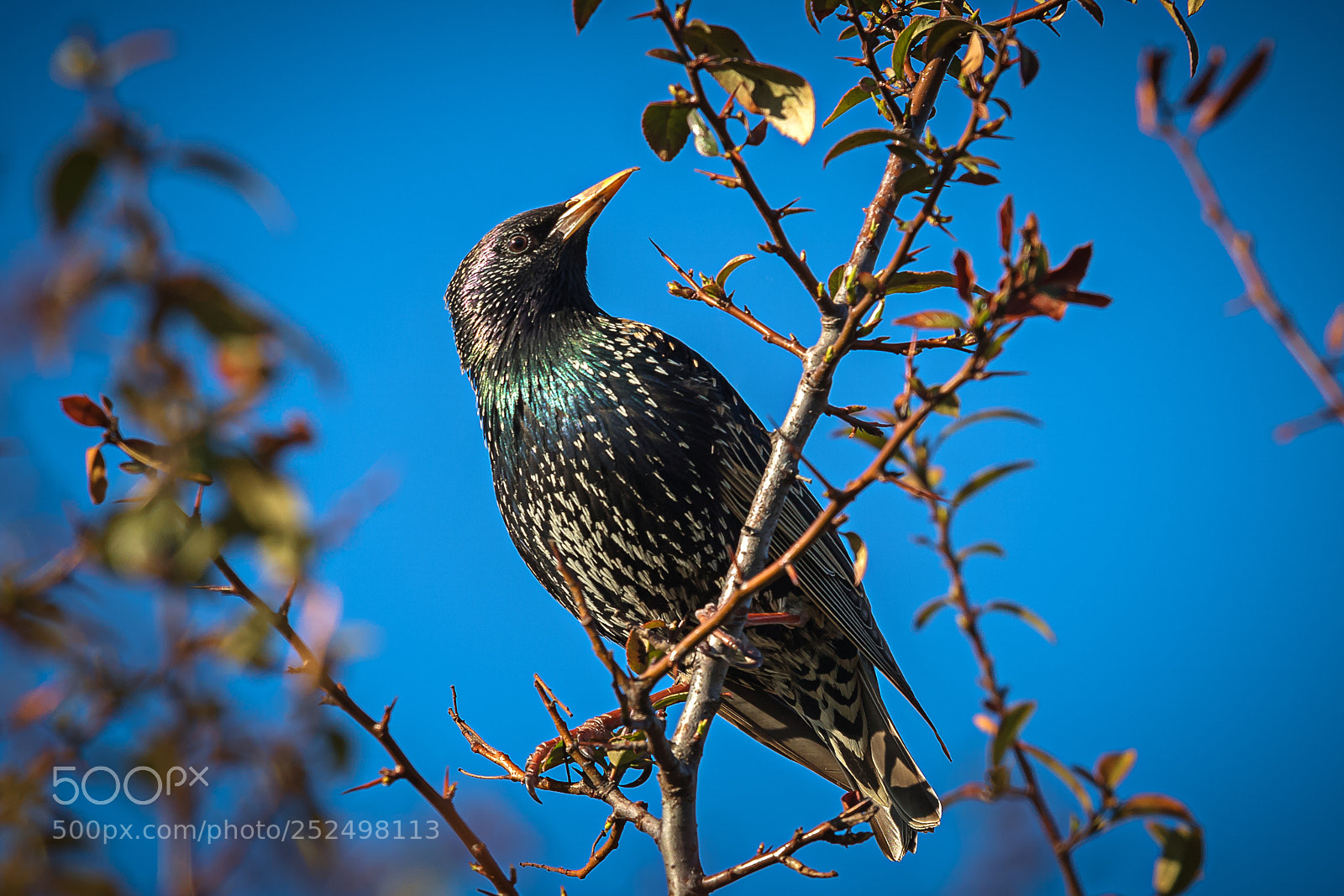 Canon EOS 760D (EOS Rebel T6s / EOS 8000D) sample photo. Starling photography