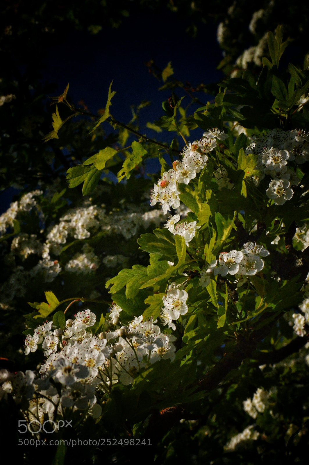 Nikon D3200 sample photo. Finally spring photography