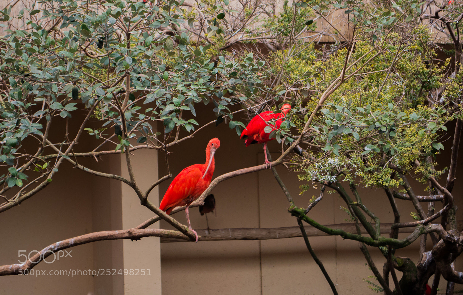 Nikon D3100 sample photo. The red birds photography