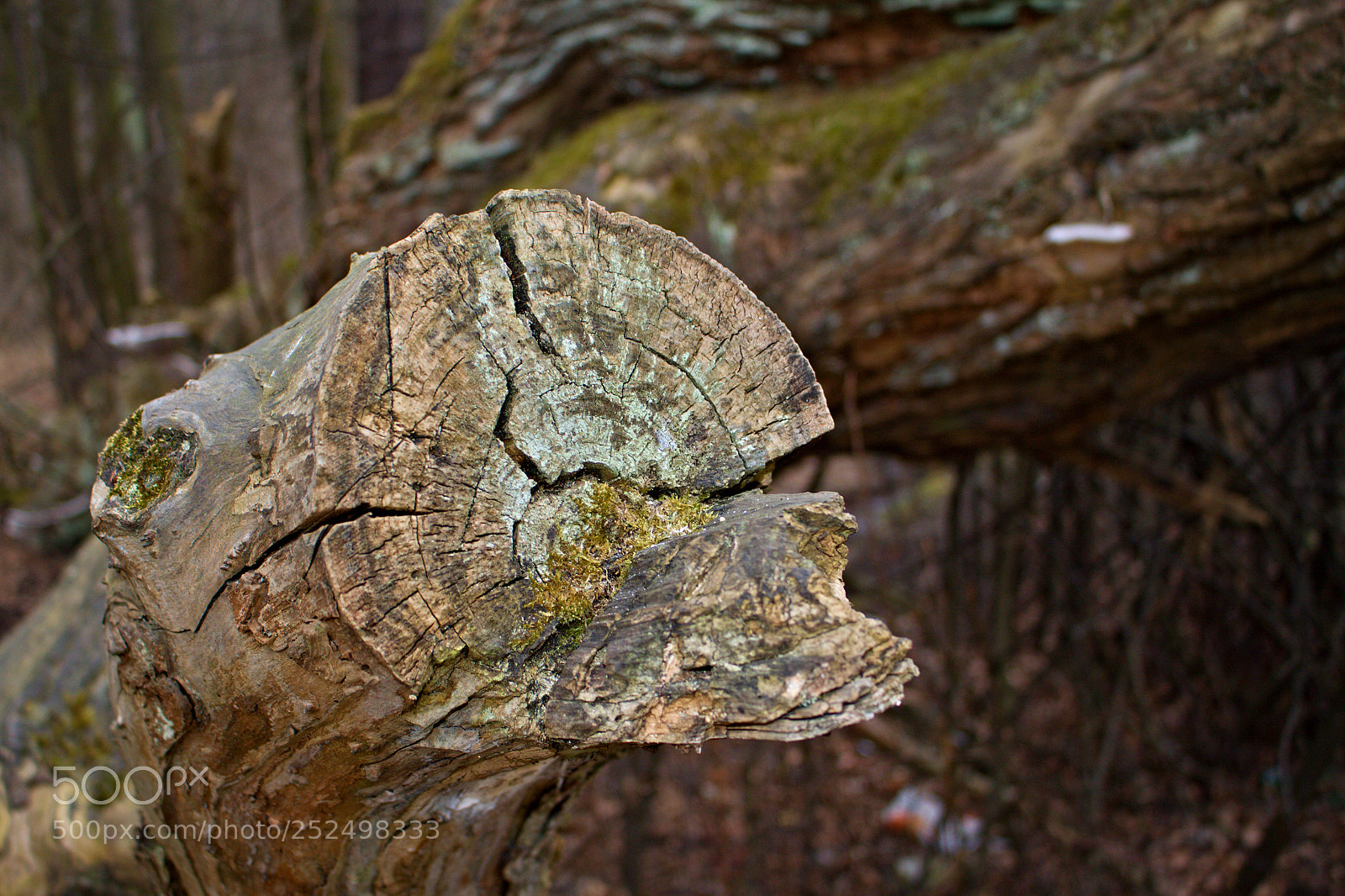 Canon EOS 50D sample photo. Old tree photography