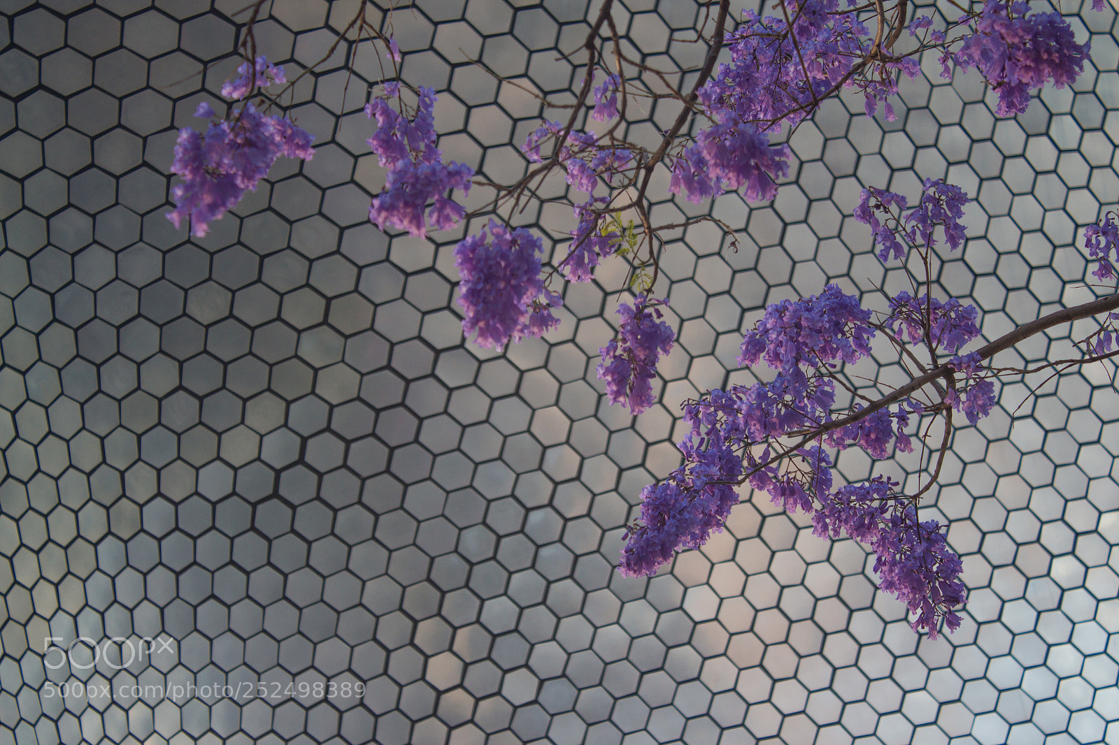 Canon EOS 650D (EOS Rebel T4i / EOS Kiss X6i) sample photo. Metal texture and jacaranda photography