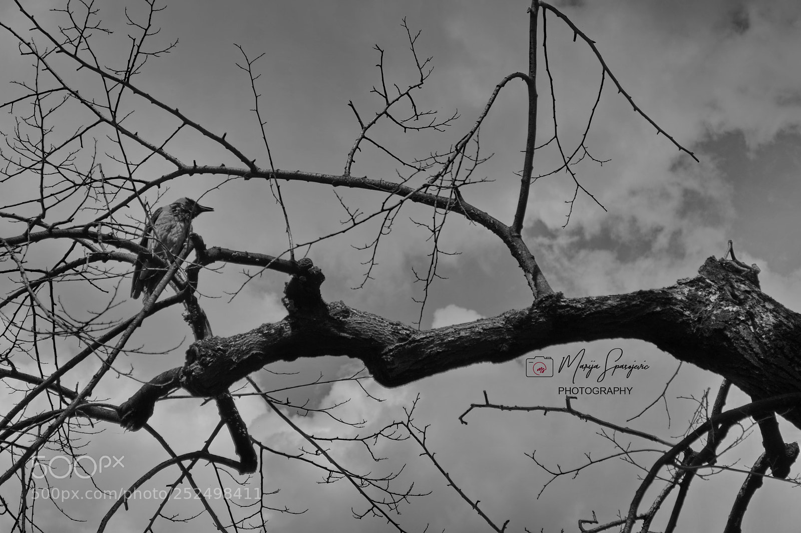 Nikon D3200 sample photo. Bird photography