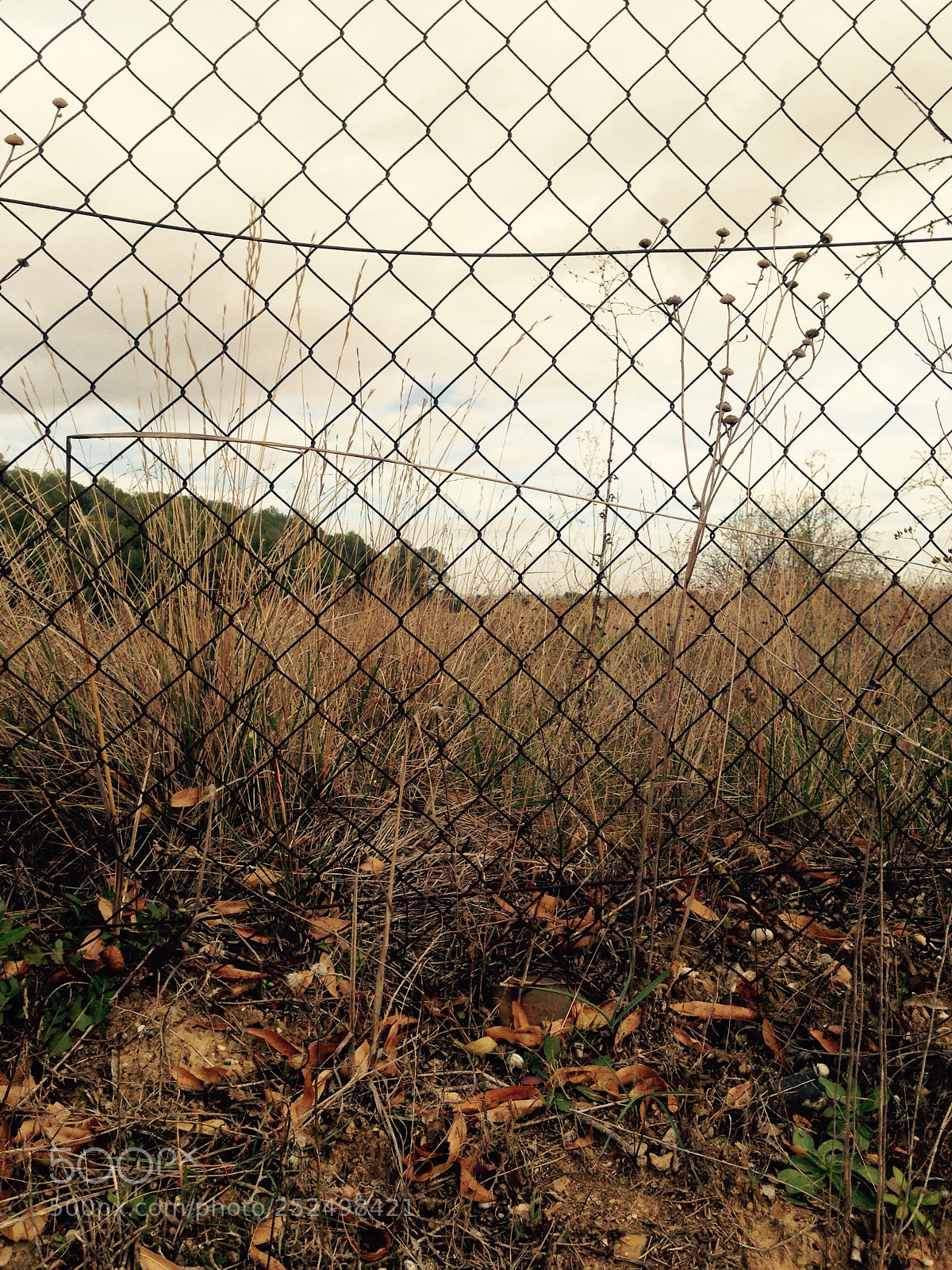 Apple iPhone 5 sample photo. Wheat fields photography