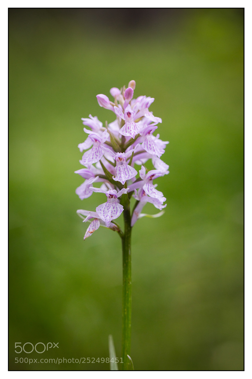 Canon EOS 5DS R sample photo. Portrait of dactylorhiza maculata photography