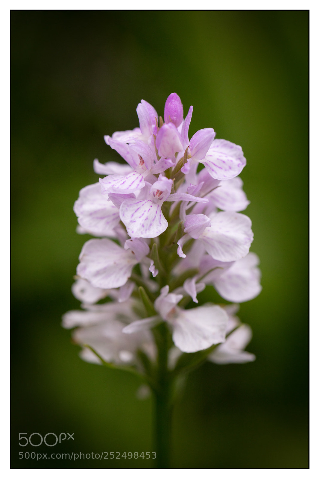 Canon EOS 5DS R sample photo. Portrait of dactylorhiza maculata photography