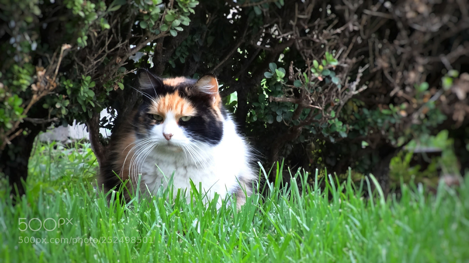Sony Cyber-shot DSC-HX20V sample photo. Grumpy photography