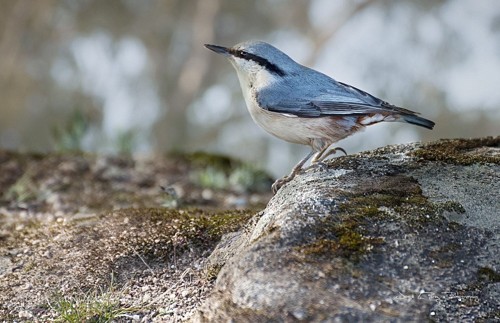 Nikon D90 sample photo. Eurasian nuthatch photography