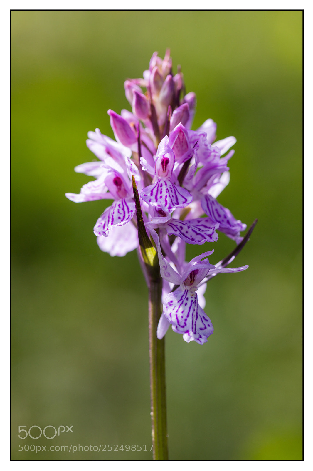 Canon EOS 5DS R sample photo. Portrait of dactylorhiza maculata photography