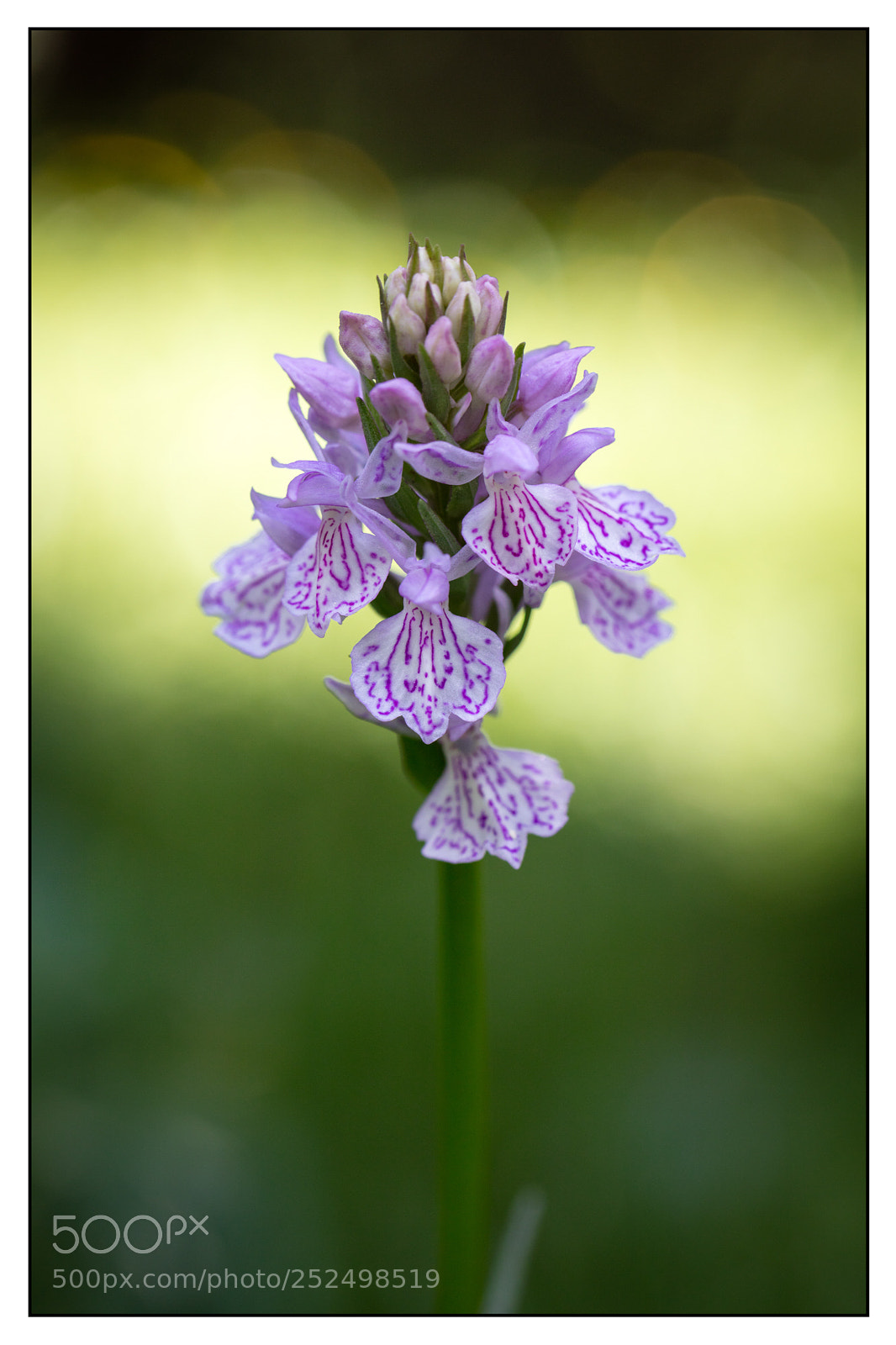 Canon EOS 5DS R sample photo. Portrait of dactylorhiza maculata photography