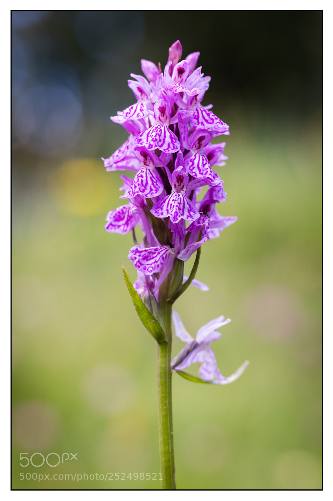 Canon EOS 5DS R sample photo. Portrait of dactylorhiza maculata photography