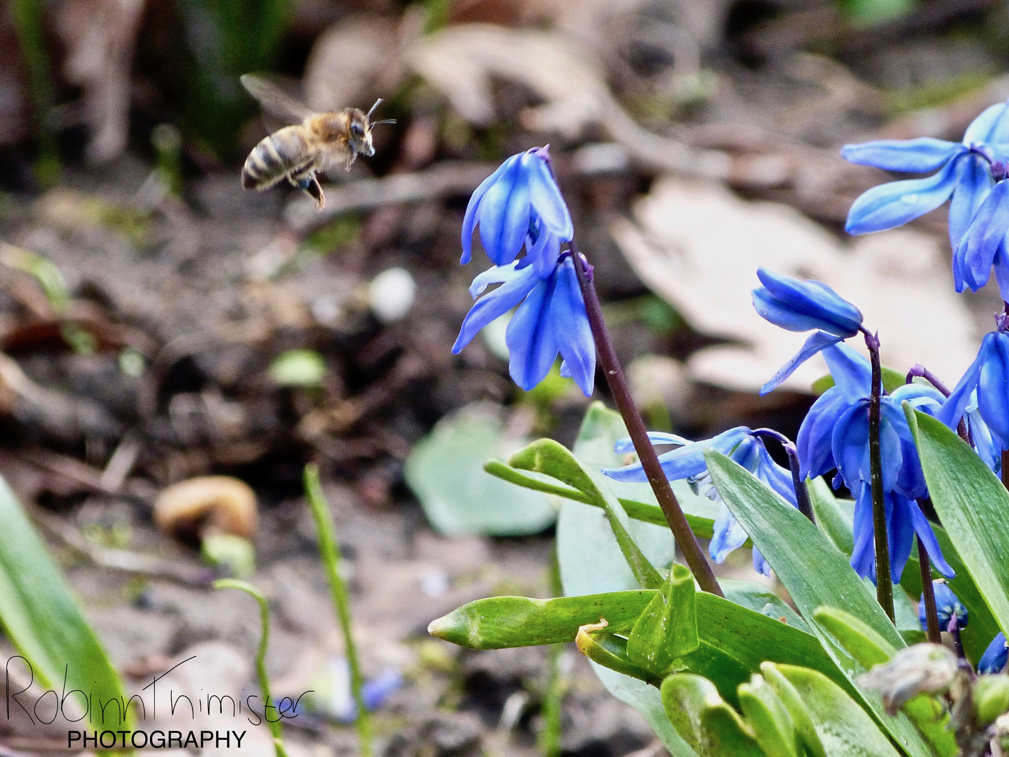 Panasonic Lumix DMC-FZ47 (Lumix DMC-FZ48) sample photo. Bee & flower photography