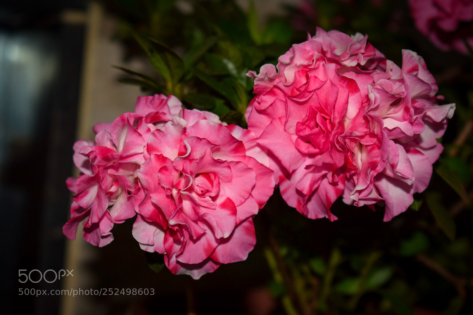 Nikon D3300 sample photo. Azalea photography