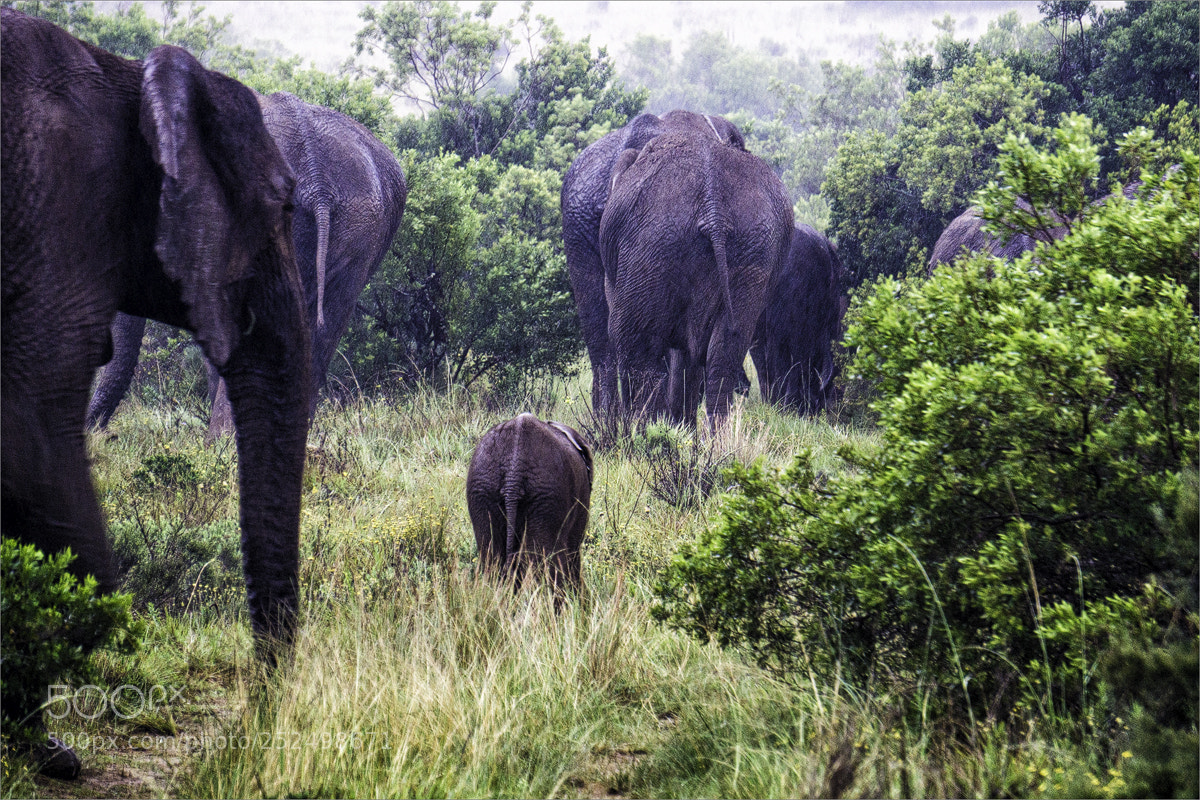 Sony a6000 sample photo. Elephanten gabs hier auch photography