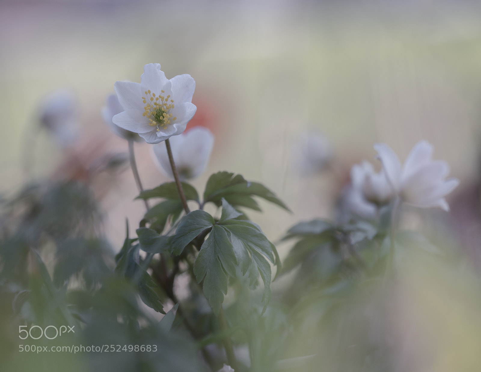 Olympus OM-D E-M5 II sample photo. Softly spring photography
