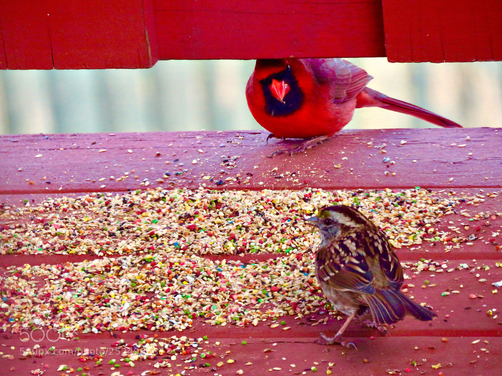 Canon PowerShot SX60 HS sample photo. Cardinal and his friend photography