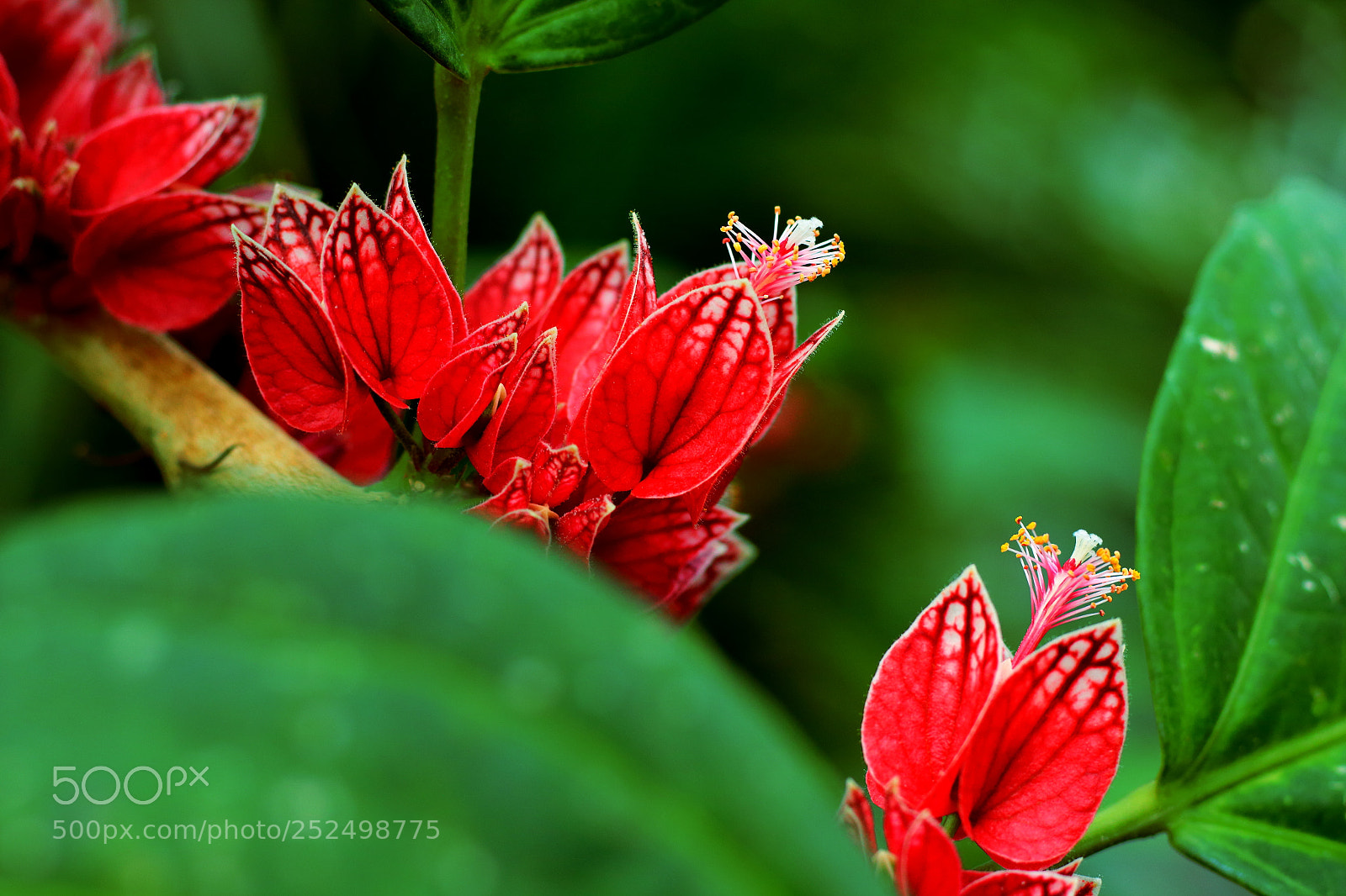 Canon EOS 700D (EOS Rebel T5i / EOS Kiss X7i) + Canon EF 50mm F1.8 STM sample photo. Red beauty photography