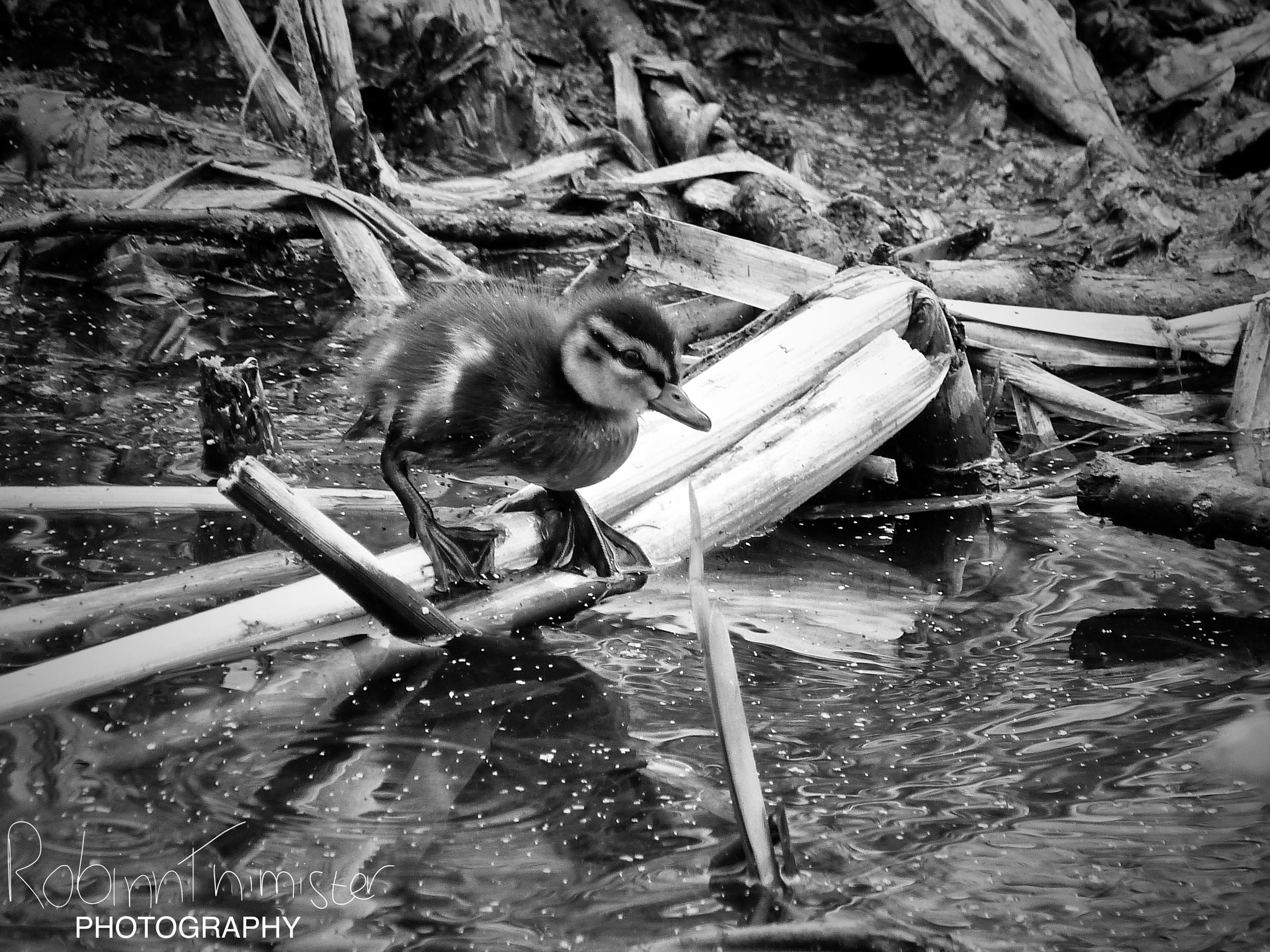 Panasonic Lumix DMC-FZ47 (Lumix DMC-FZ48) sample photo. Baby duck first swim photography