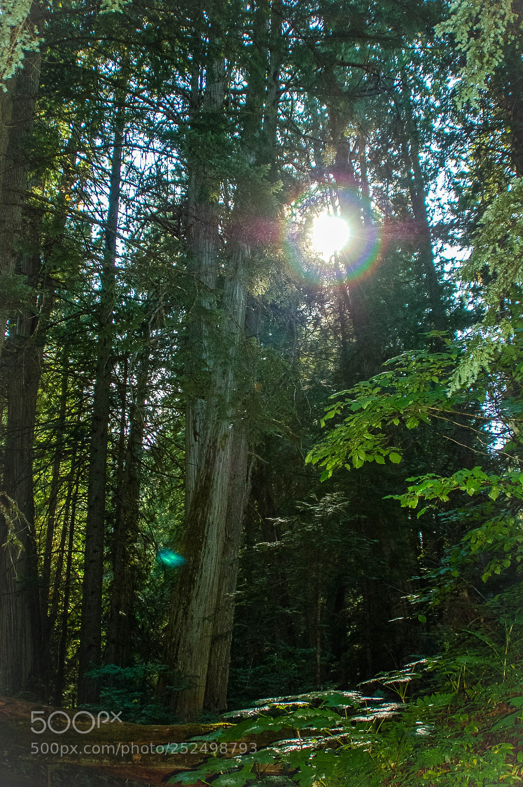 Nikon D50 sample photo. Forest canada 2009 photography