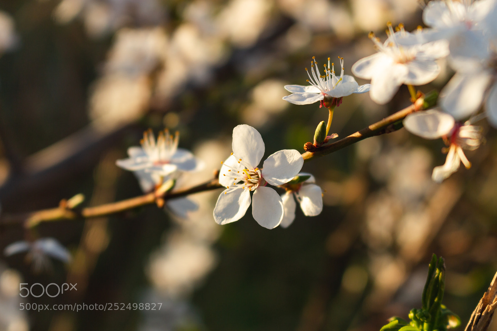 Canon EOS 700D (EOS Rebel T5i / EOS Kiss X7i) sample photo. Bloom photography