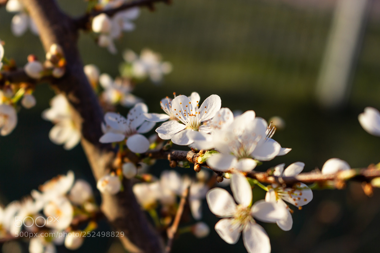 Canon EOS 700D (EOS Rebel T5i / EOS Kiss X7i) sample photo. Bloom photography
