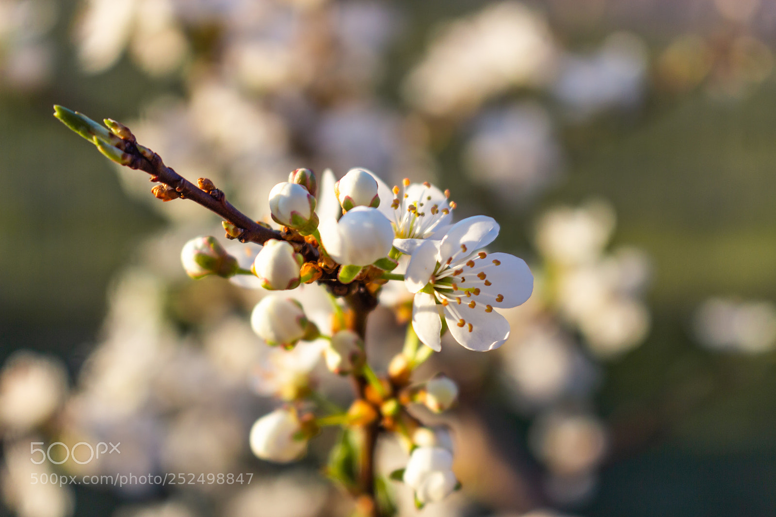 Canon EOS 700D (EOS Rebel T5i / EOS Kiss X7i) sample photo. Bloom photography