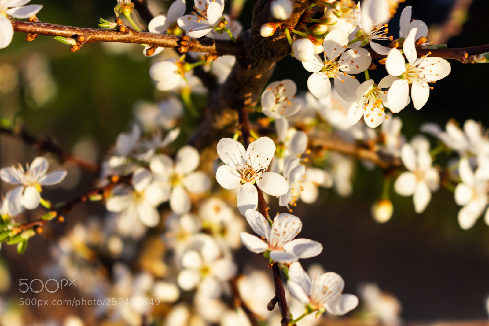 Canon EOS 700D (EOS Rebel T5i / EOS Kiss X7i) sample photo. Bloom photography