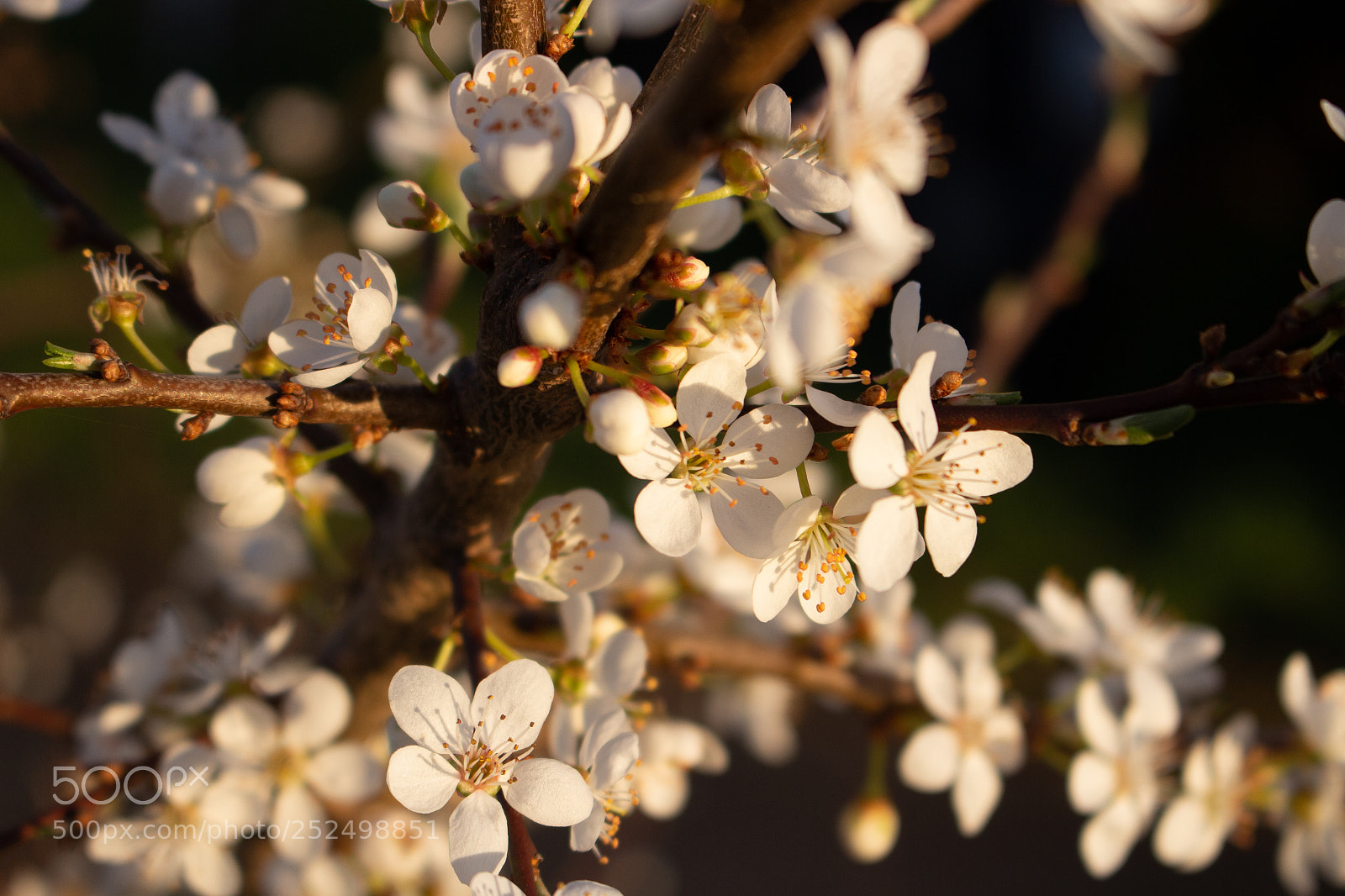 Canon EOS 700D (EOS Rebel T5i / EOS Kiss X7i) sample photo. Bloom photography