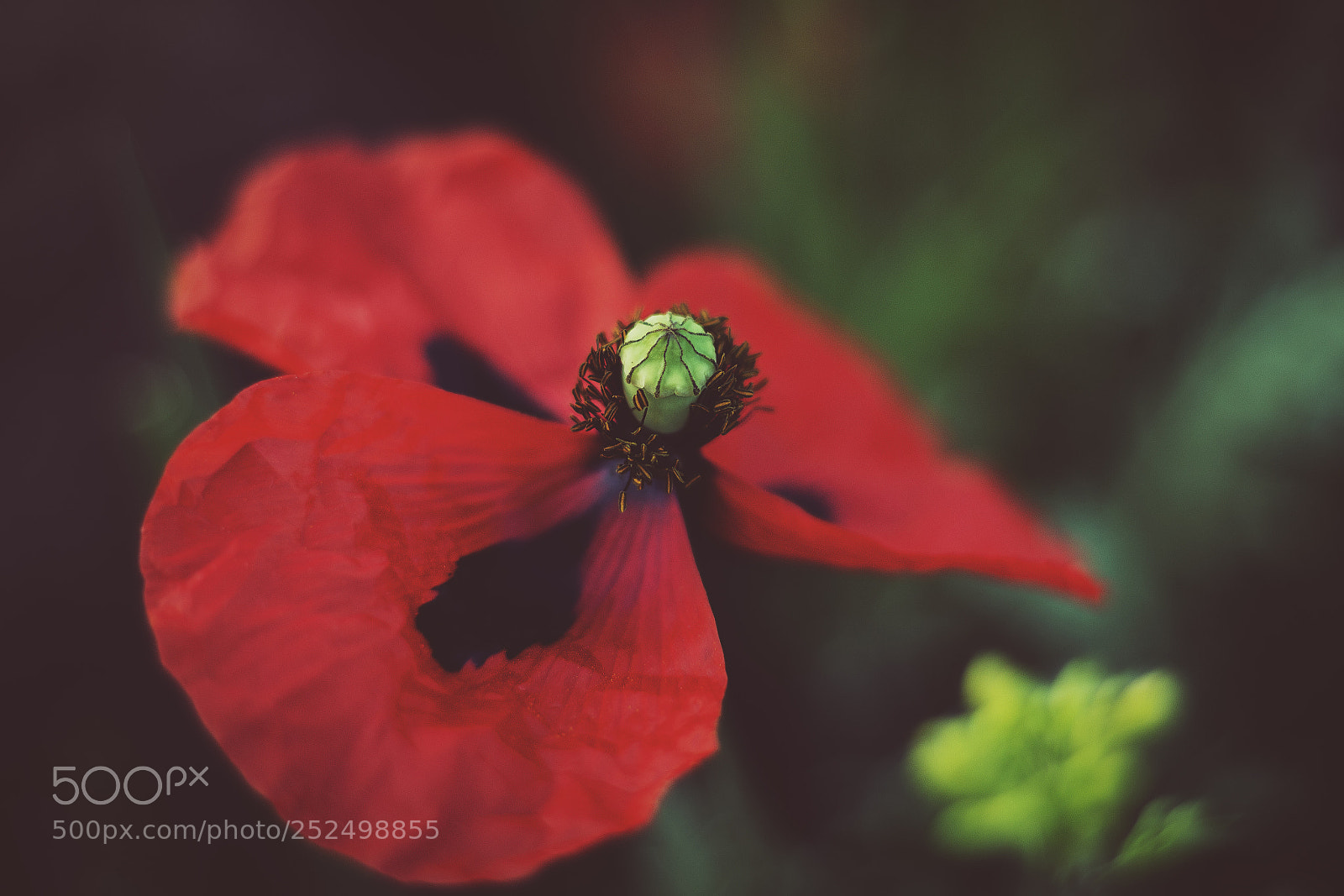 Canon EOS 650D (EOS Rebel T4i / EOS Kiss X6i) sample photo. Poppy flower photography