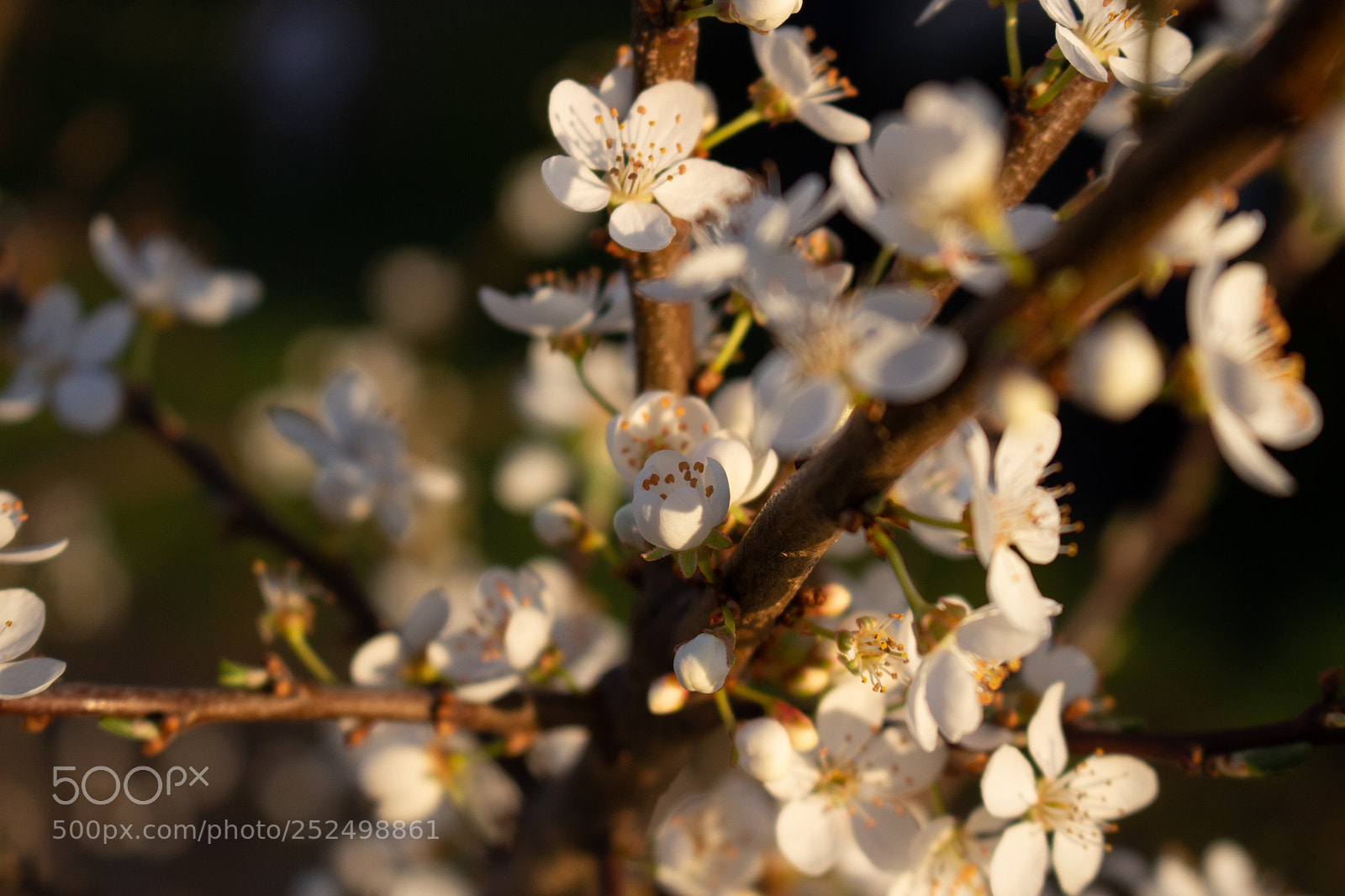 Canon EOS 700D (EOS Rebel T5i / EOS Kiss X7i) sample photo. Bloom photography
