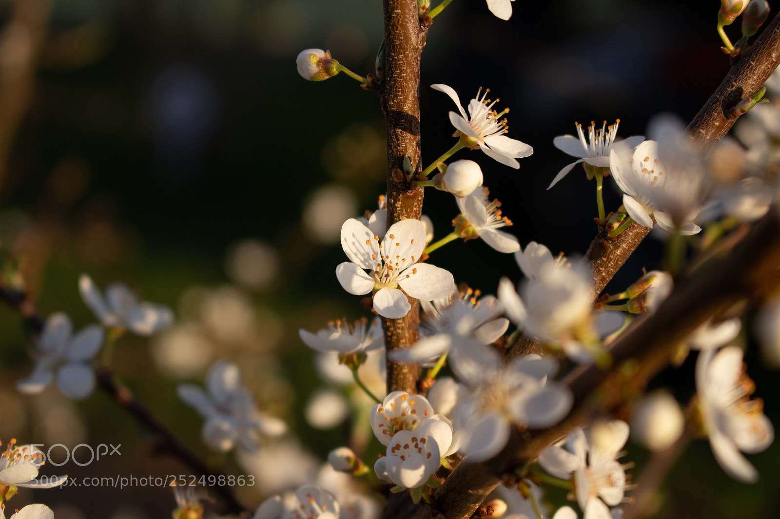 Canon EOS 700D (EOS Rebel T5i / EOS Kiss X7i) sample photo. Bloom photography