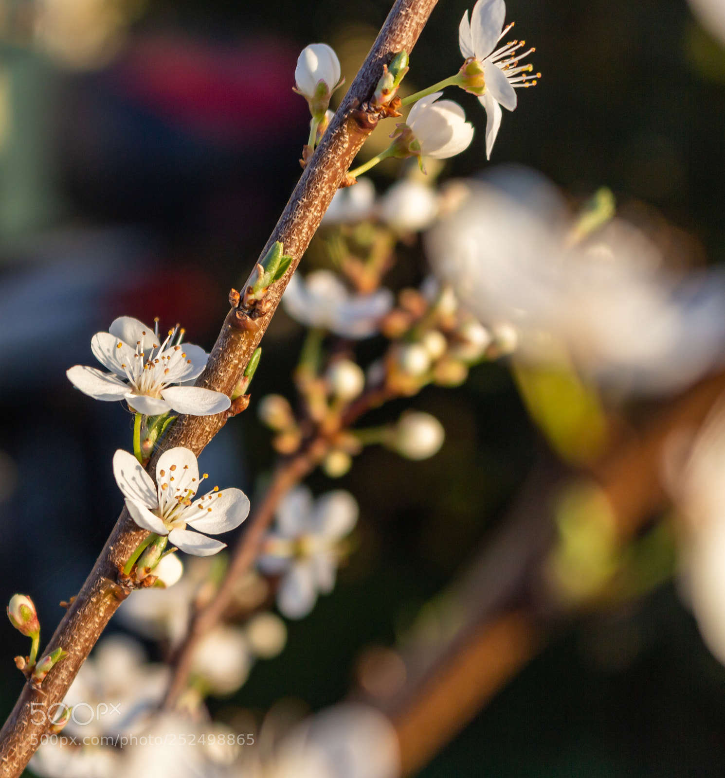 Canon EOS 700D (EOS Rebel T5i / EOS Kiss X7i) sample photo. Bloom photography