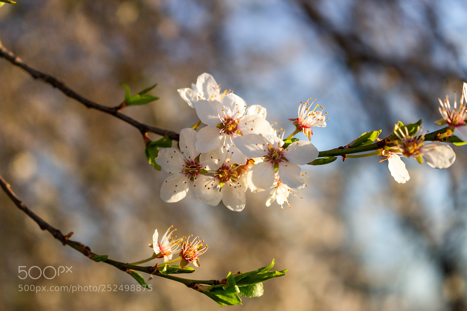Canon EOS 700D (EOS Rebel T5i / EOS Kiss X7i) sample photo. Bloom photography