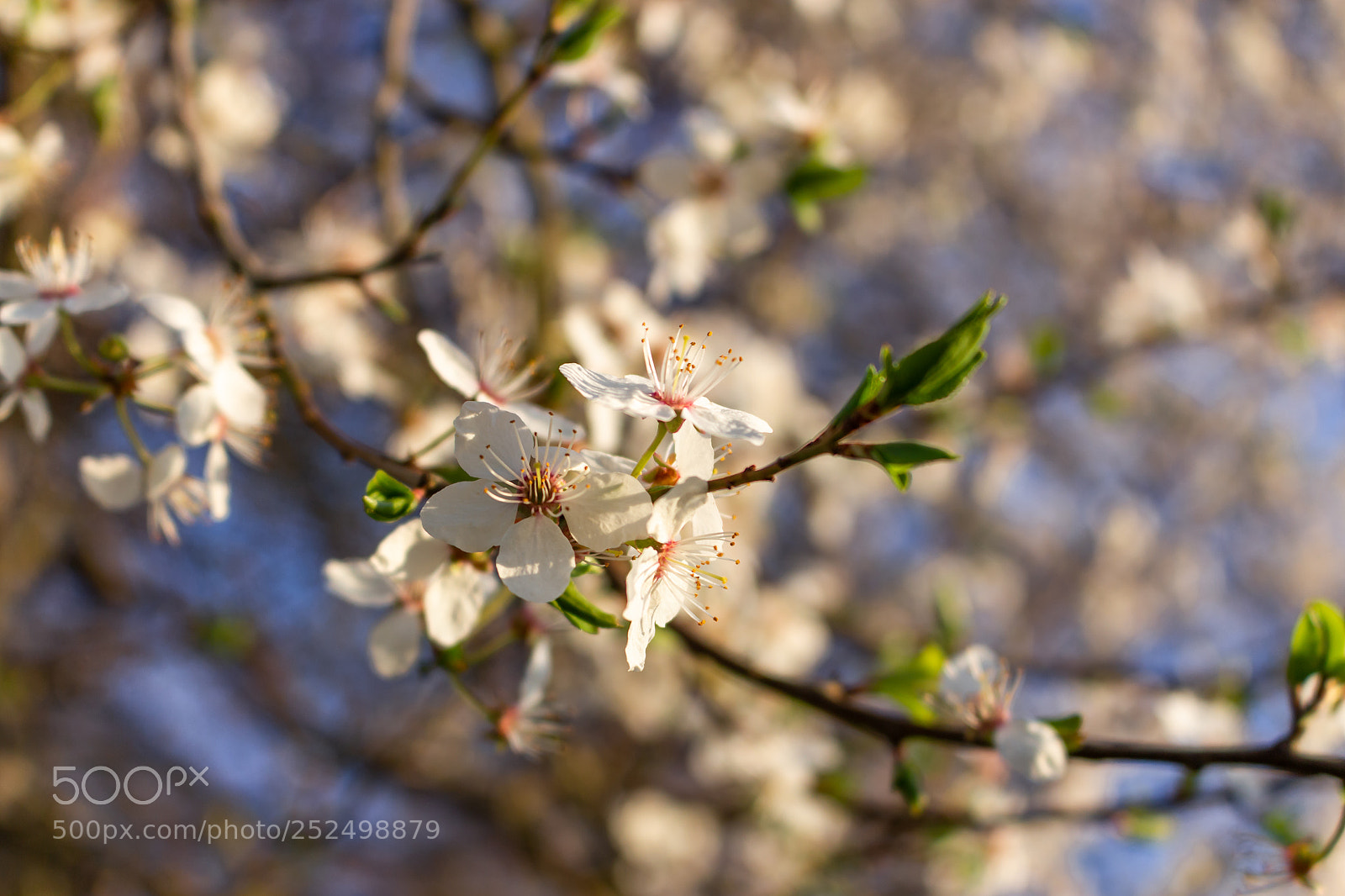 Canon EOS 700D (EOS Rebel T5i / EOS Kiss X7i) sample photo. Bloom photography