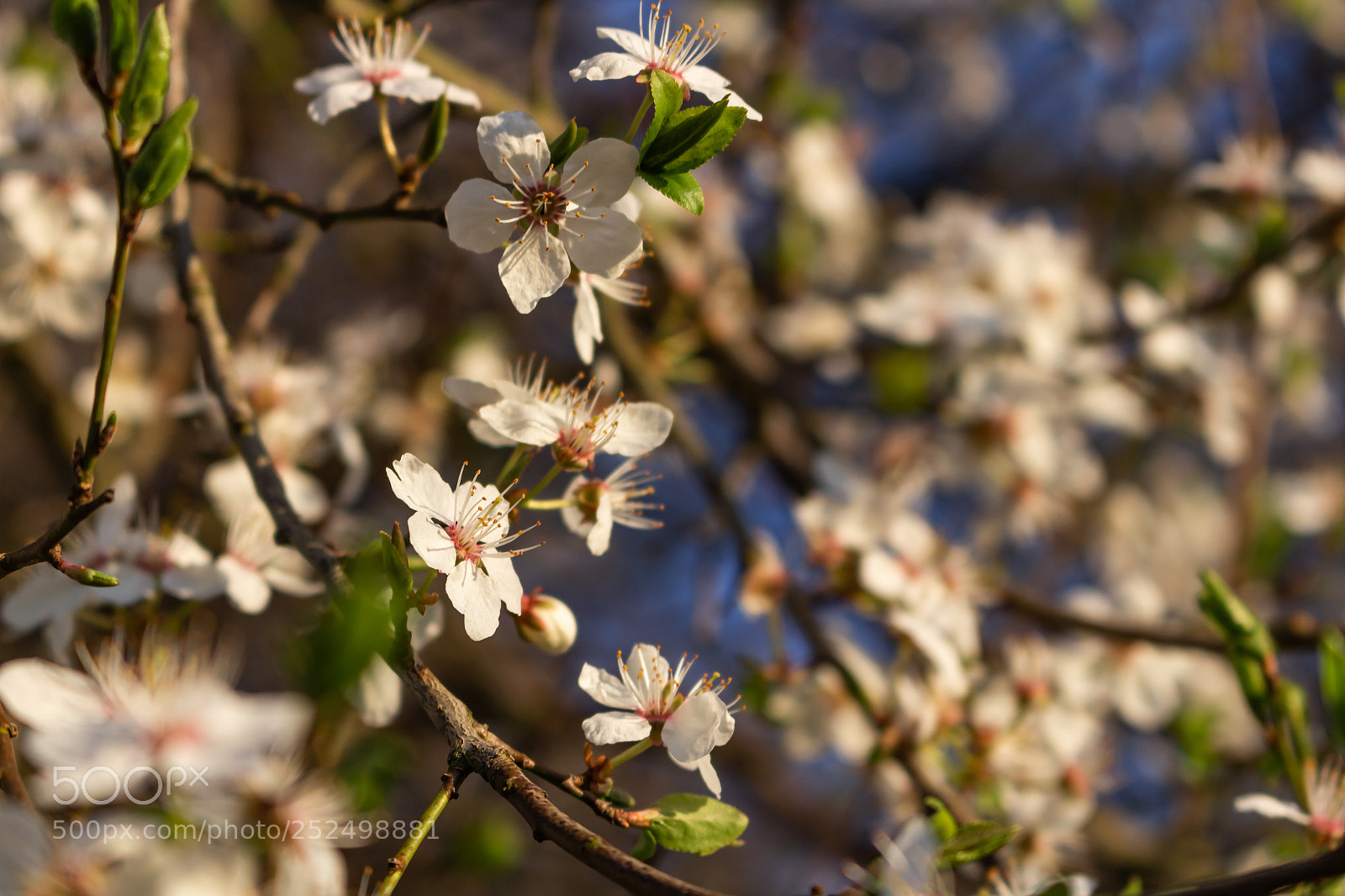 Canon EOS 700D (EOS Rebel T5i / EOS Kiss X7i) sample photo. Bloom photography