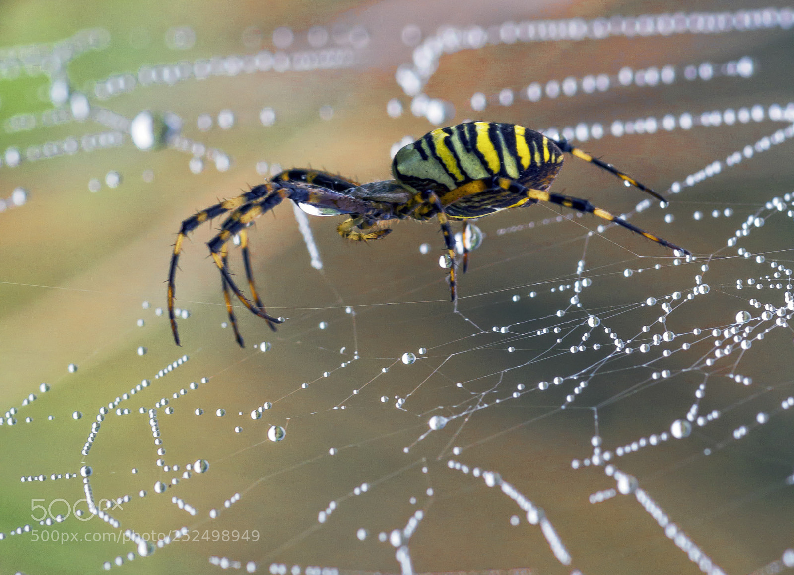 Sony SLT-A57 sample photo. Spider agriope photography