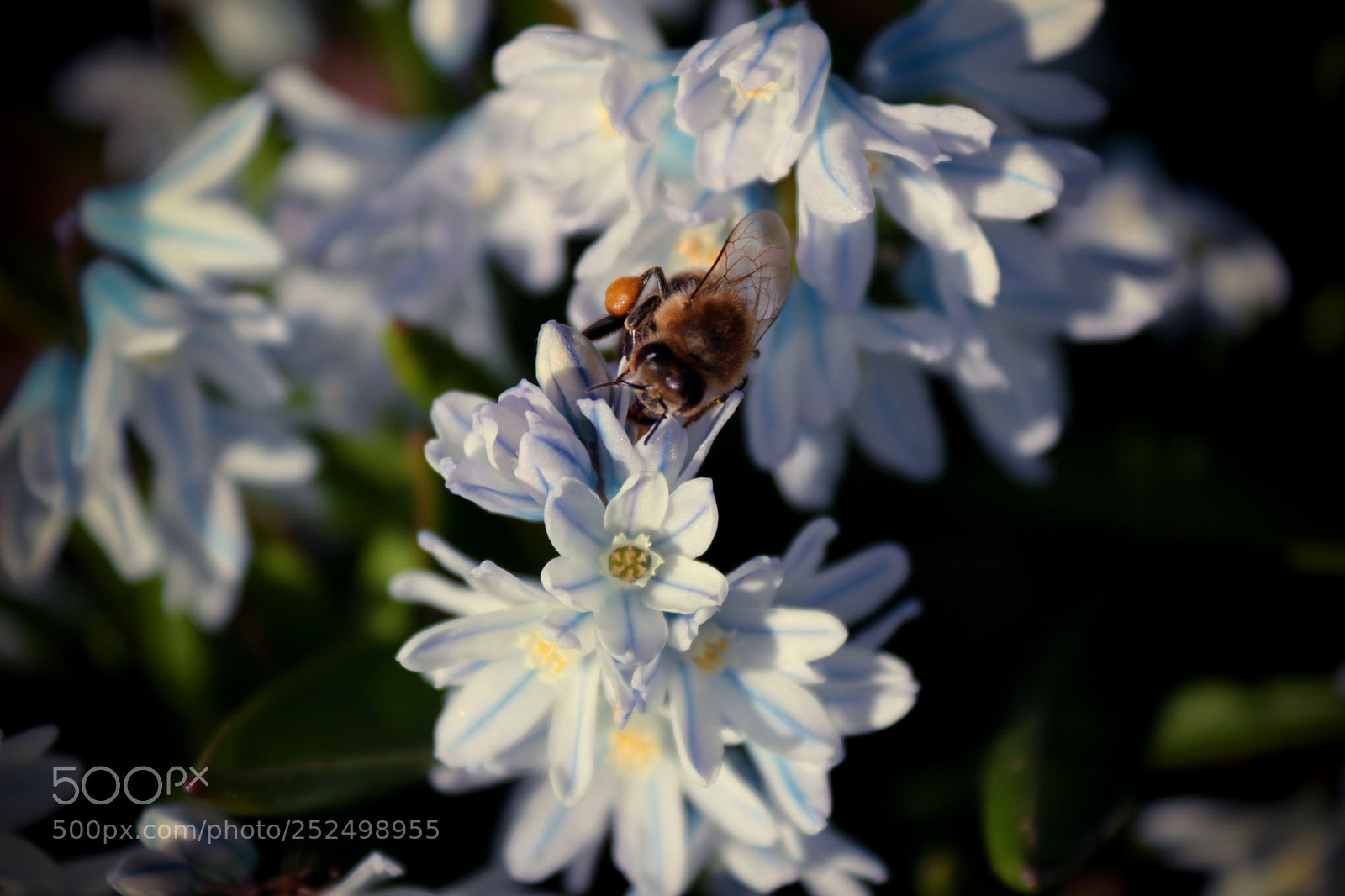 Canon EOS 100D (EOS Rebel SL1 / EOS Kiss X7) sample photo. Busy bee photography