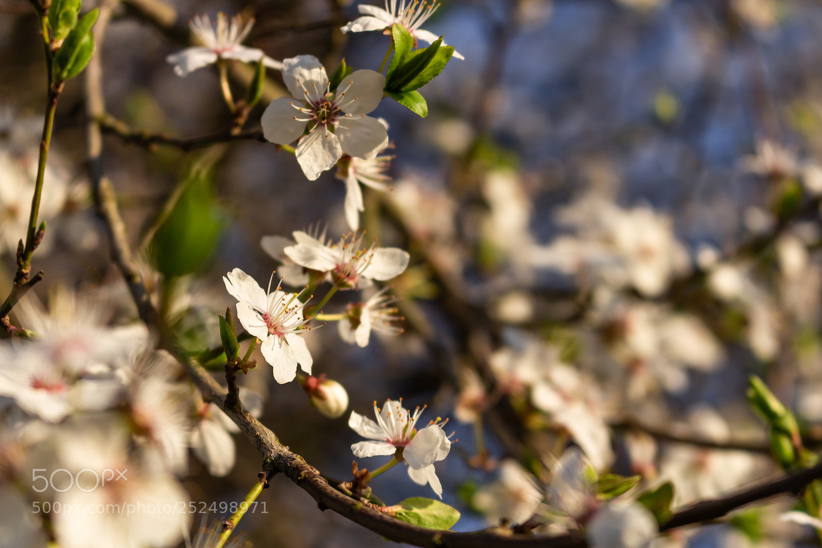 Canon EOS 700D (EOS Rebel T5i / EOS Kiss X7i) sample photo. Bloom photography