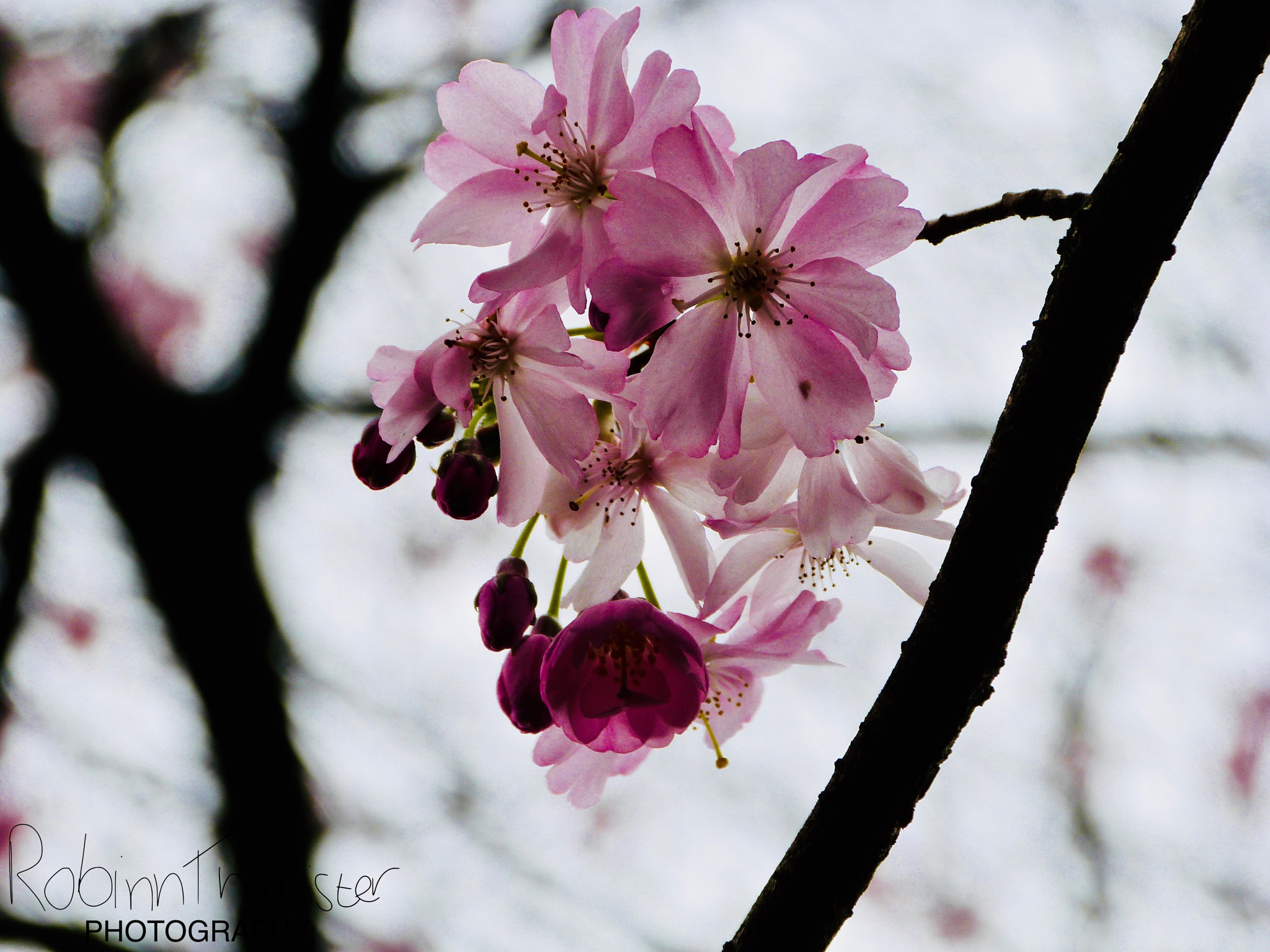 Panasonic Lumix DMC-FZ47 (Lumix DMC-FZ48) sample photo. Pink blossom photography