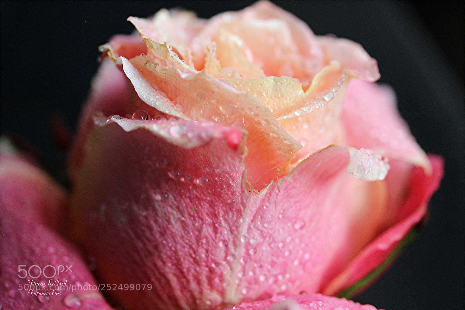 Canon EOS 600D (Rebel EOS T3i / EOS Kiss X5) sample photo. Rose et gouttellettes photography