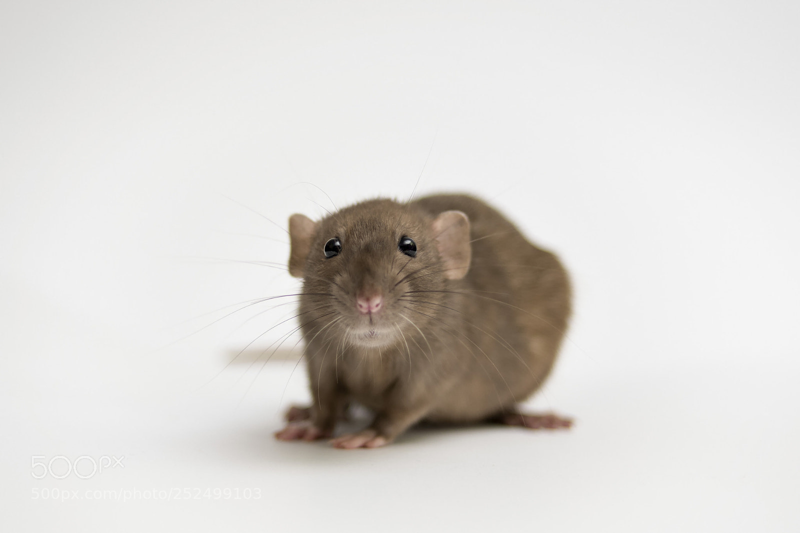 Nikon D500 sample photo. Rat photography