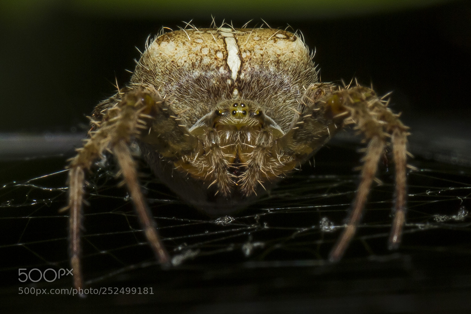Canon EOS 7D sample photo. Garden spider photography
